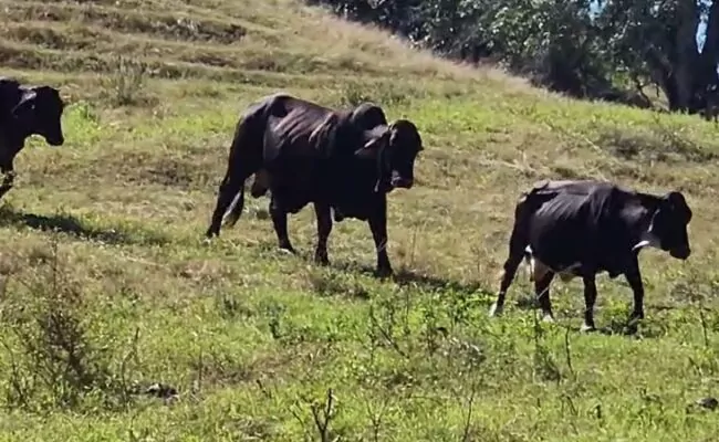 Ola robos afecta a ganaderos de Partido; esta vez robaron ocho vacas a familia Tejada-Bueno