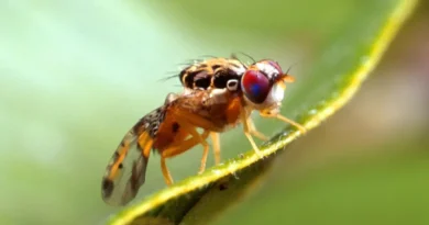 Agricultura detecta mosca del Mediterráneo y toma medidas