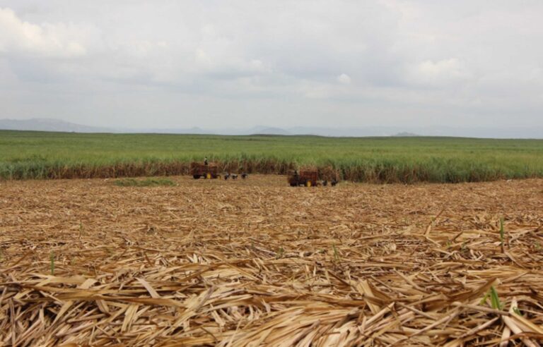 En San Pedro de Macorís, el CEA arrendó los mismos terrenos a tres empresas diferentes