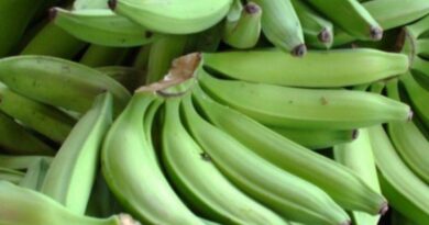 Presidente crea una comisión para fortalecer producción de plátano
