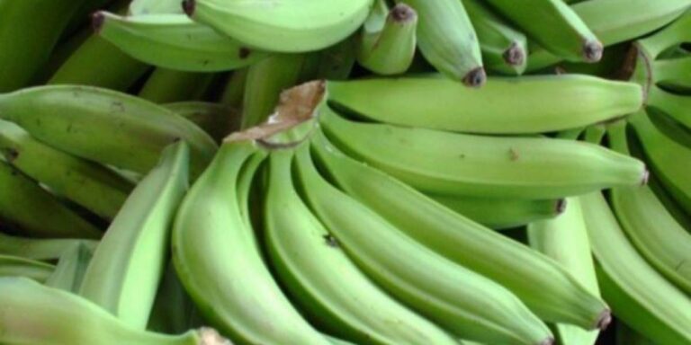 Presidente crea una comisión para fortalecer producción de plátano