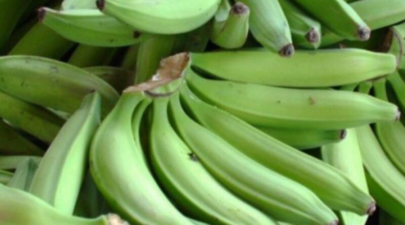 Presidente crea una comisión para fortalecer producción de plátano