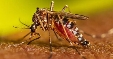 Brasil supera las 1.000 muertes por dengue en lo que va de 2024 y se aproxima al récord