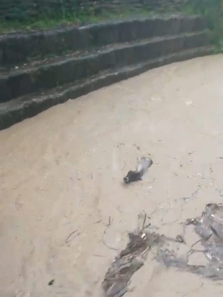 En Blanco Arriba, Tenares, lluvias dejan pérdidas millonarias