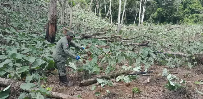 Medio Ambiente apresa 280 haitianos y 7 dominicanos en intervención de Los Haitises