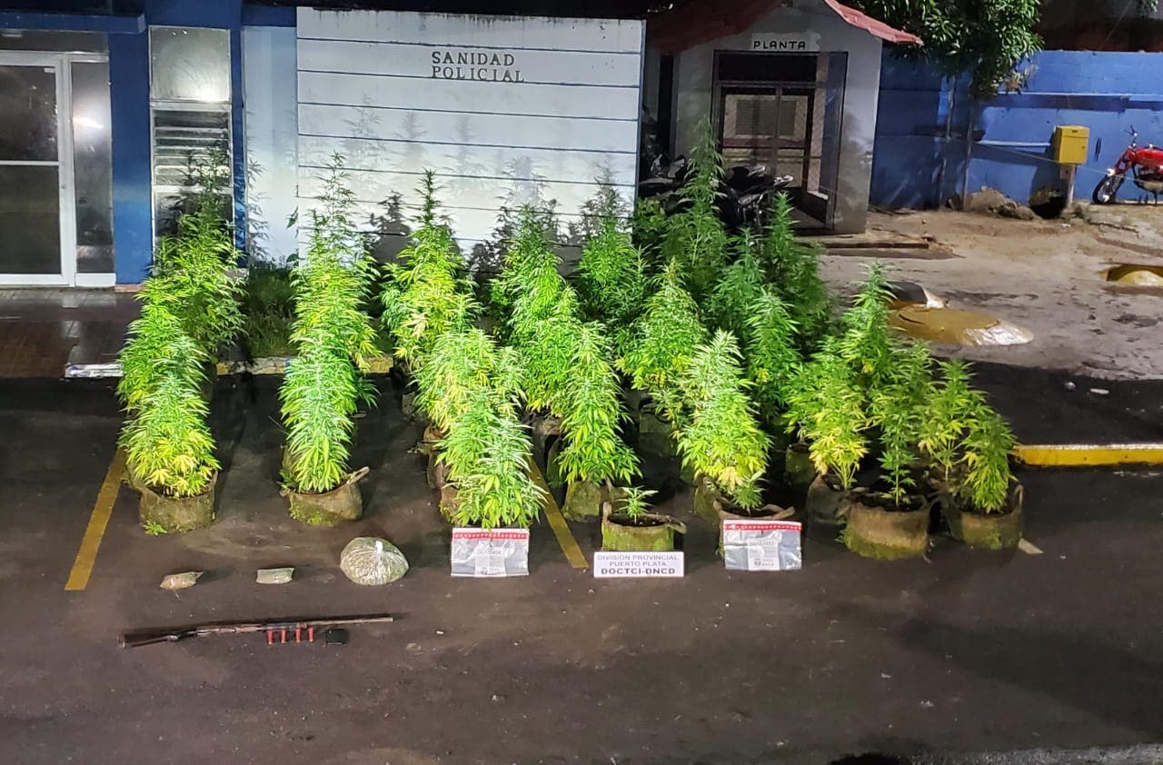 Hombre tenía plantación de marihuana en la azotea de su vivienda
