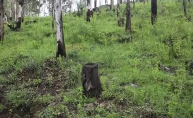 Residentes en Higüey denuncian tala indiscriminada de árboles y envenenamiento de aves
