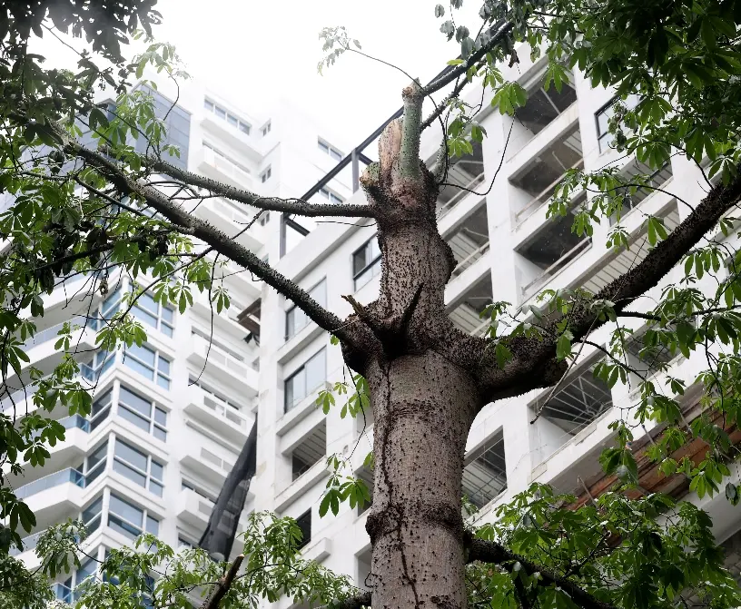 ADN cancela a dos supervisores por poda en Mirador Sur