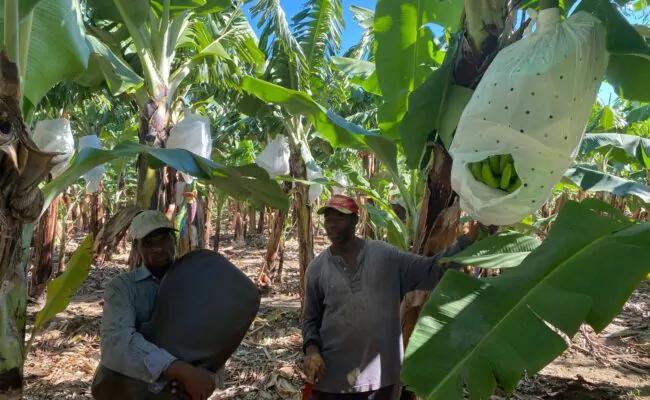 Asociación Productores de Banano se desliga “totalmente” de manifestación de extranjeros en Hatillo Palma