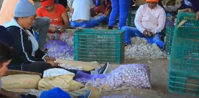 Productores de ajo exigen pago de más de 50 millones de pesos