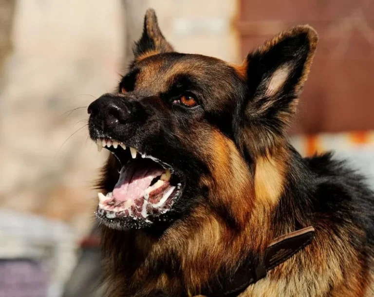 El país registra dos casos de rabia humana