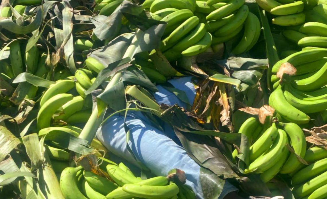 Detienen dominicanos ocultaban a dos haitianos indocumentados en un camión cargado de guineos verdes