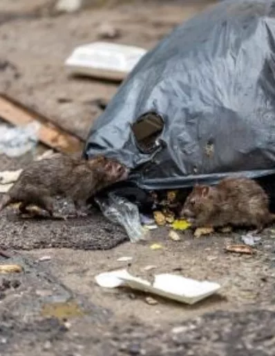 El 50% casos leptospirosis en República Dominicana corresponde a haitianos
