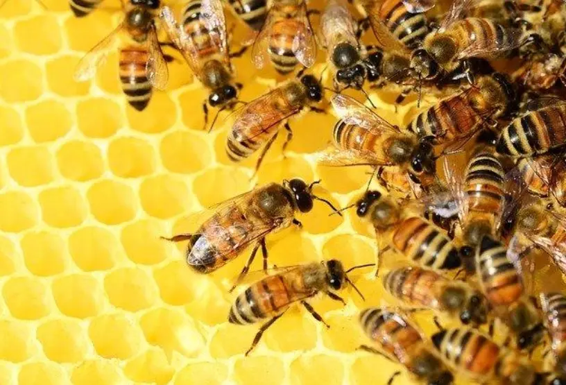 Denuncian el 70 % de la miel que se consume en el país, está adulterada