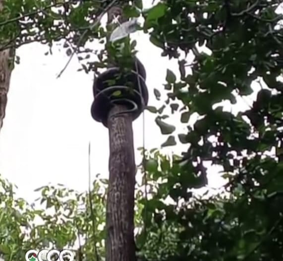100 libras pesa serpiente encontrada en un árbol en Los Ranchitos en Ocoa
