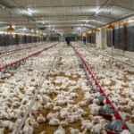 PLD critica importación de pollo y culpa al Gobierno por falta de planificación