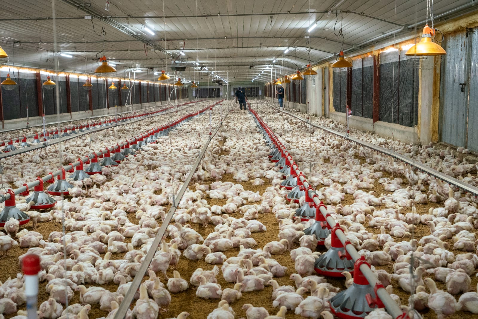 PLD critica importación de pollo y culpa al Gobierno por falta de planificación