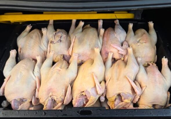 Inespre inicia venta más de un millón libras de pollo a 55 pesos