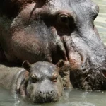 Plan de sacrificar los hipopótamos de Pablo Escobar enciende debate entre la ciencia y la ética