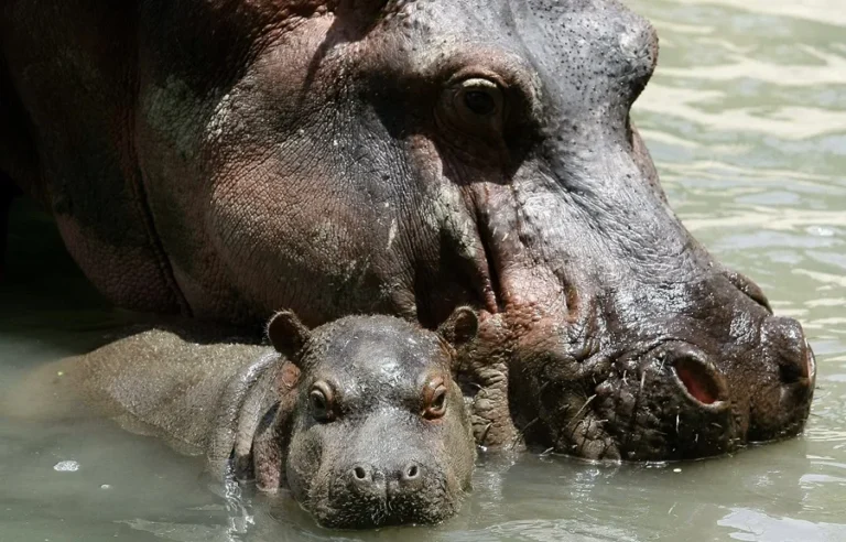 Plan de sacrificar los hipopótamos de Pablo Escobar enciende debate entre la ciencia y la ética