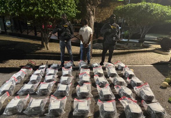 OCOA: Detectan siembra de 15,392 plantas de marihuana