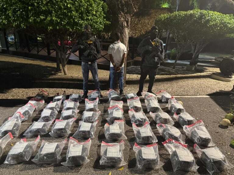 OCOA: Detectan siembra de 15,392 plantas de marihuana