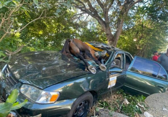 Caballo provoca accidente y termina dentro de un carro en Santiago