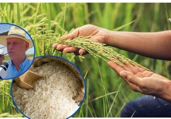 Productores de arroz en “incertidumbre” ante pedido de EE. UU. sobre derogar Decreto 693-24