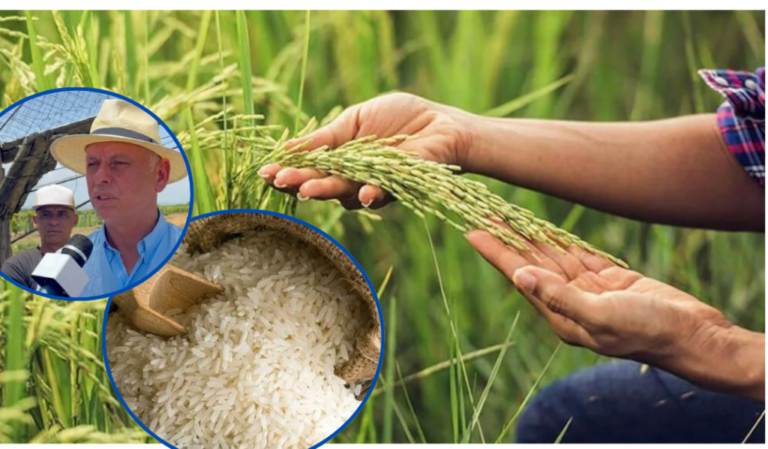 Productores de arroz en “incertidumbre” ante pedido de EE. UU. sobre derogar Decreto 693-24